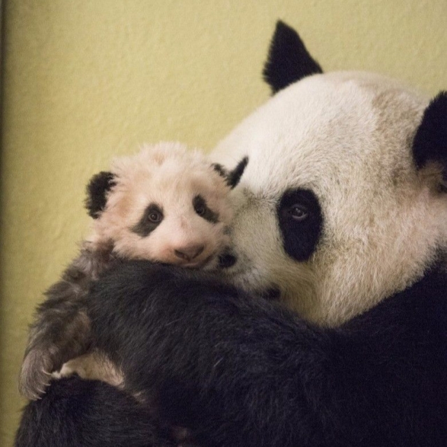 67内地赠澳一对小熊猫抵澳-澳门葡京赌场官网