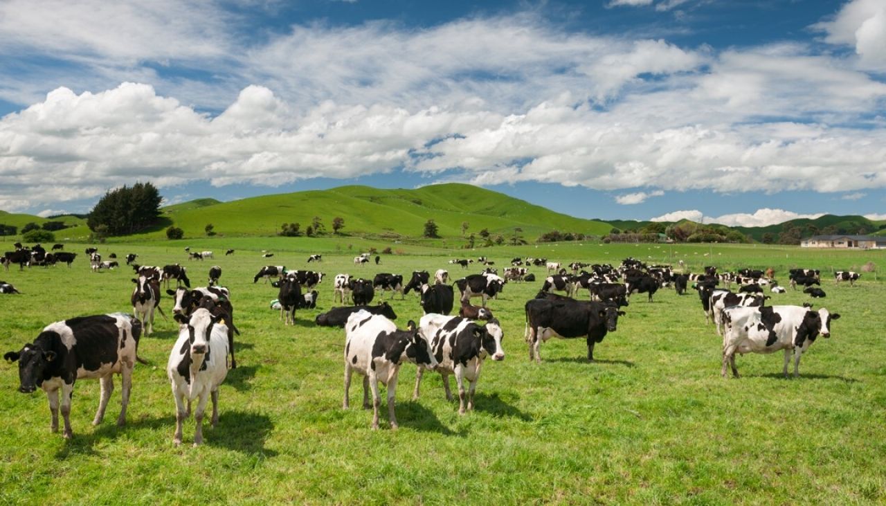 新西兰将扑杀15万只牛