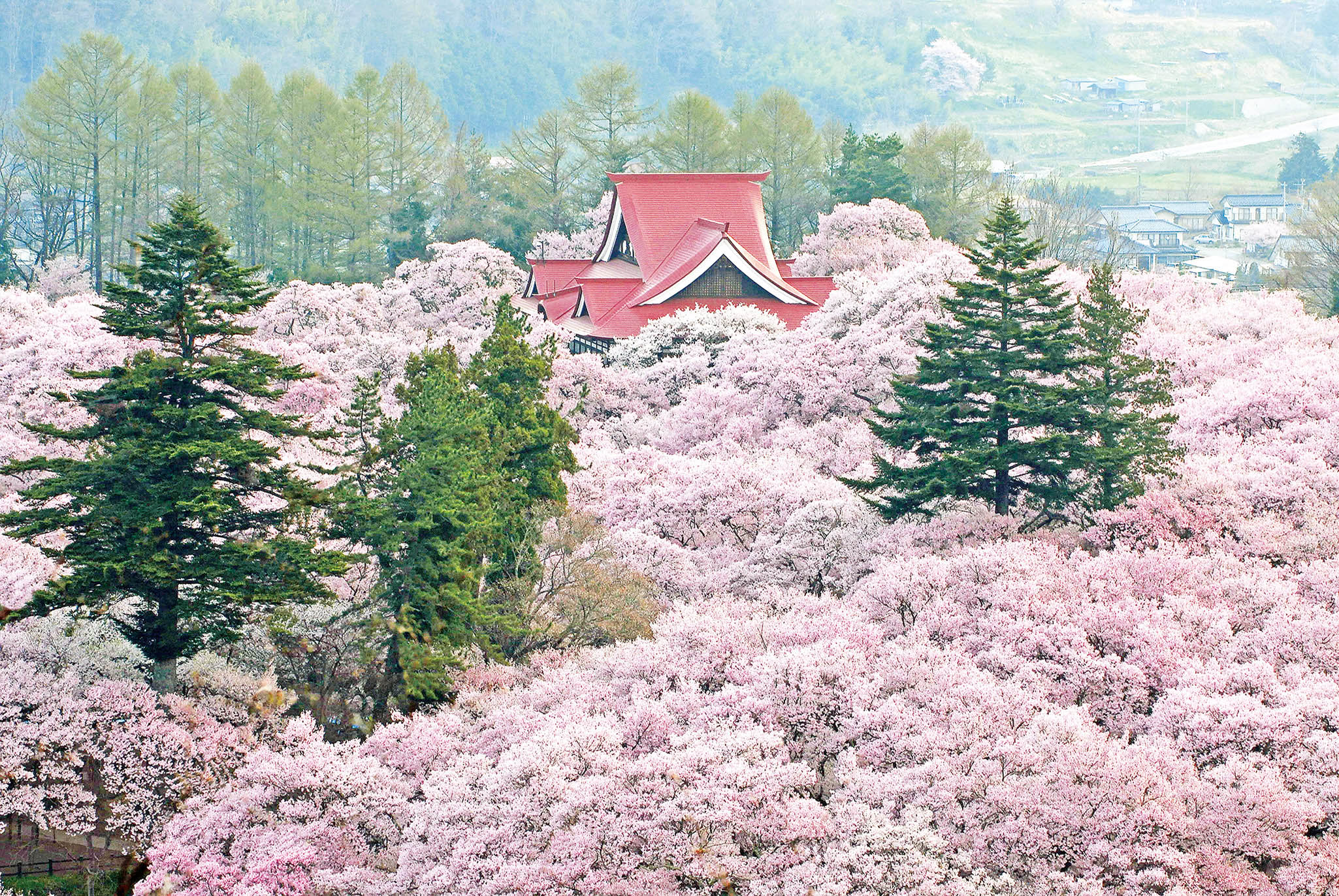 电脑壁纸日本樱花图片