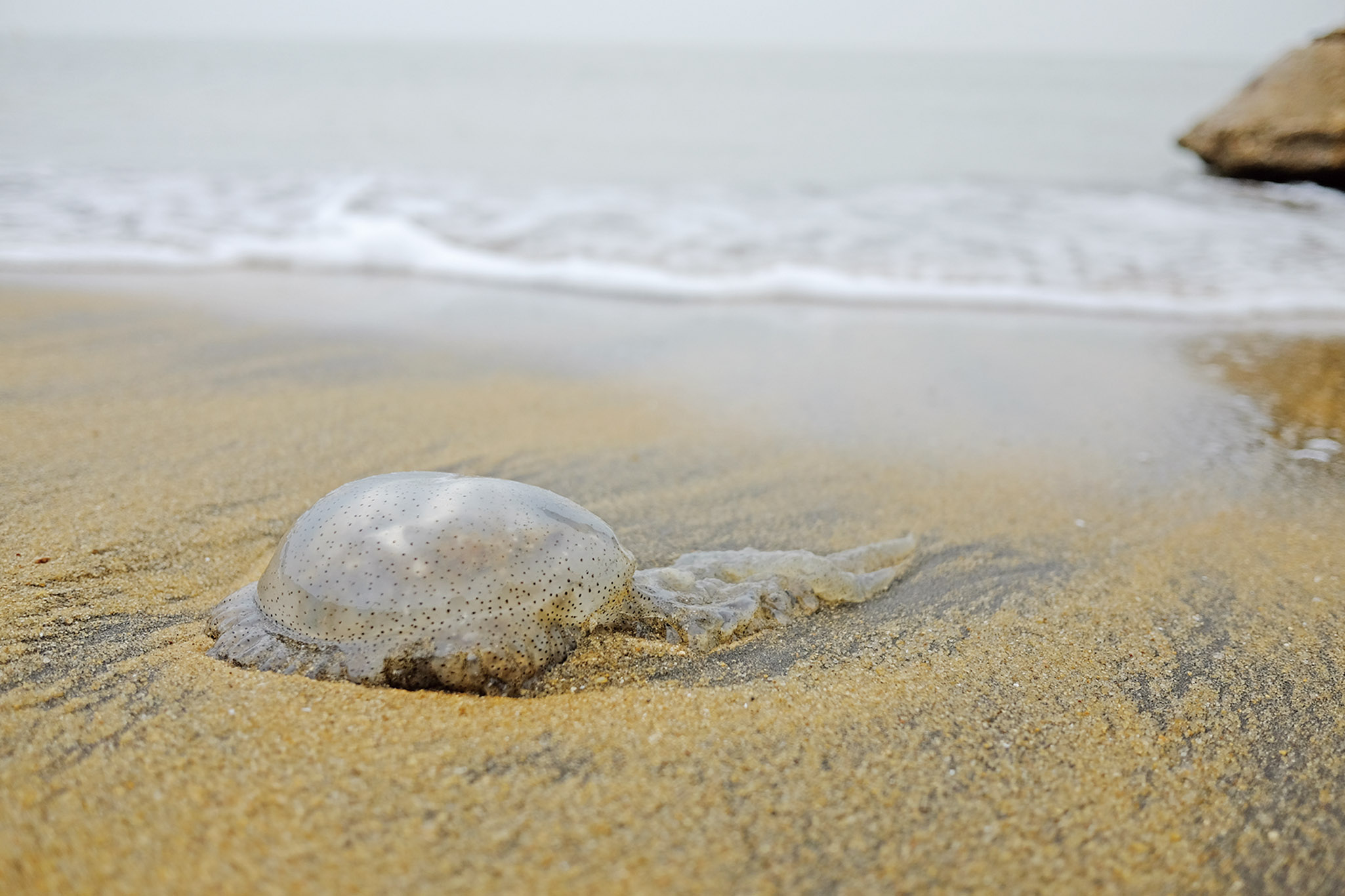 海事局吁:勿摸水母触须