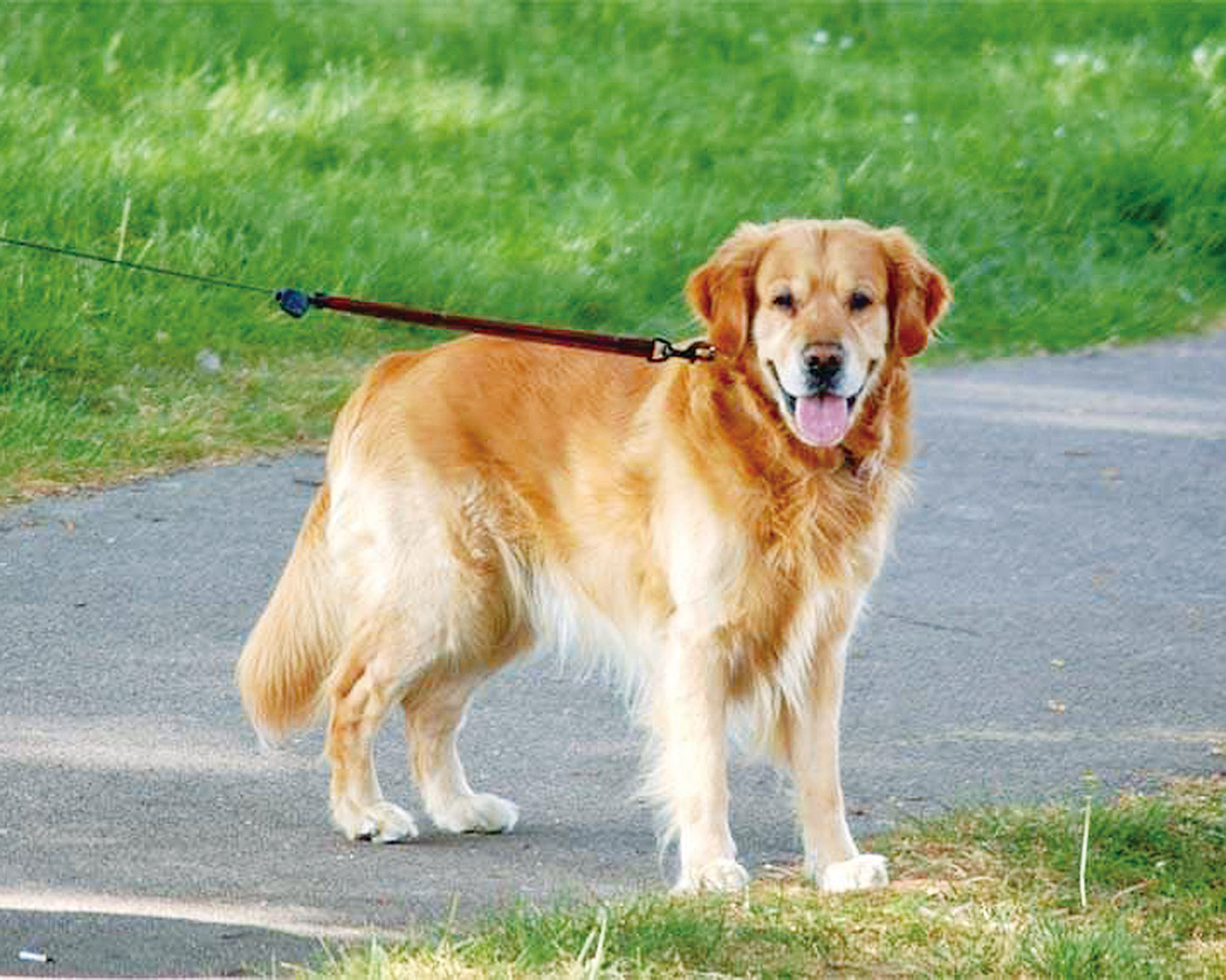 导盲犬是什么品种图片