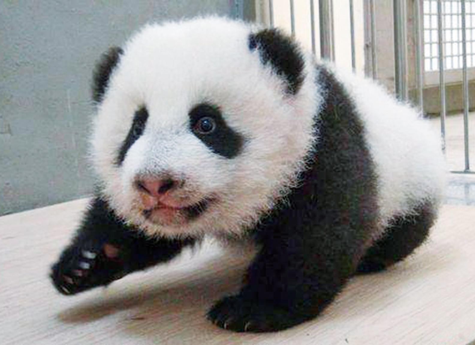 67内地赠澳一对小熊猫抵澳-澳门葡京赌场官网