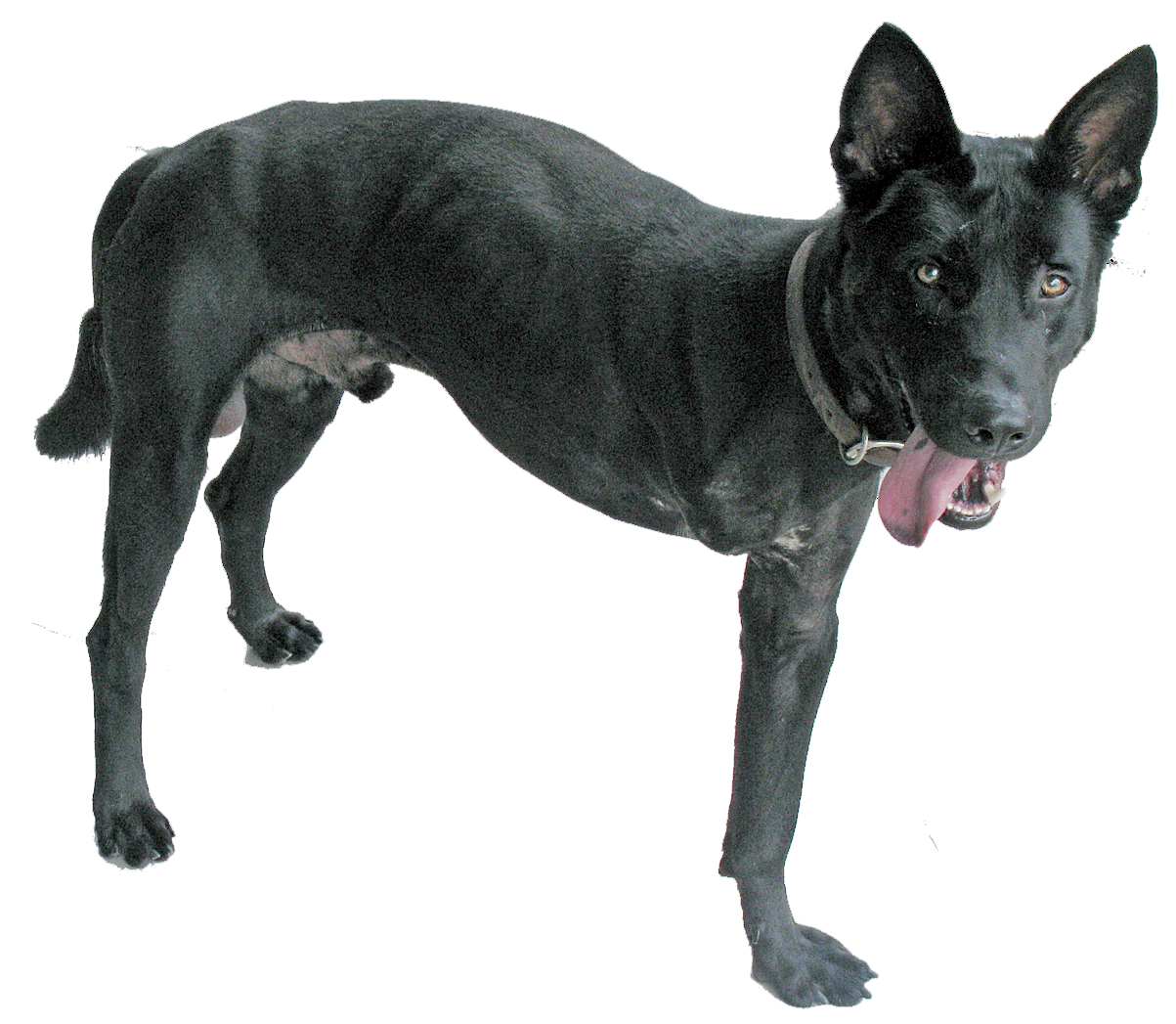 三脚狼狗jumpy重获新生