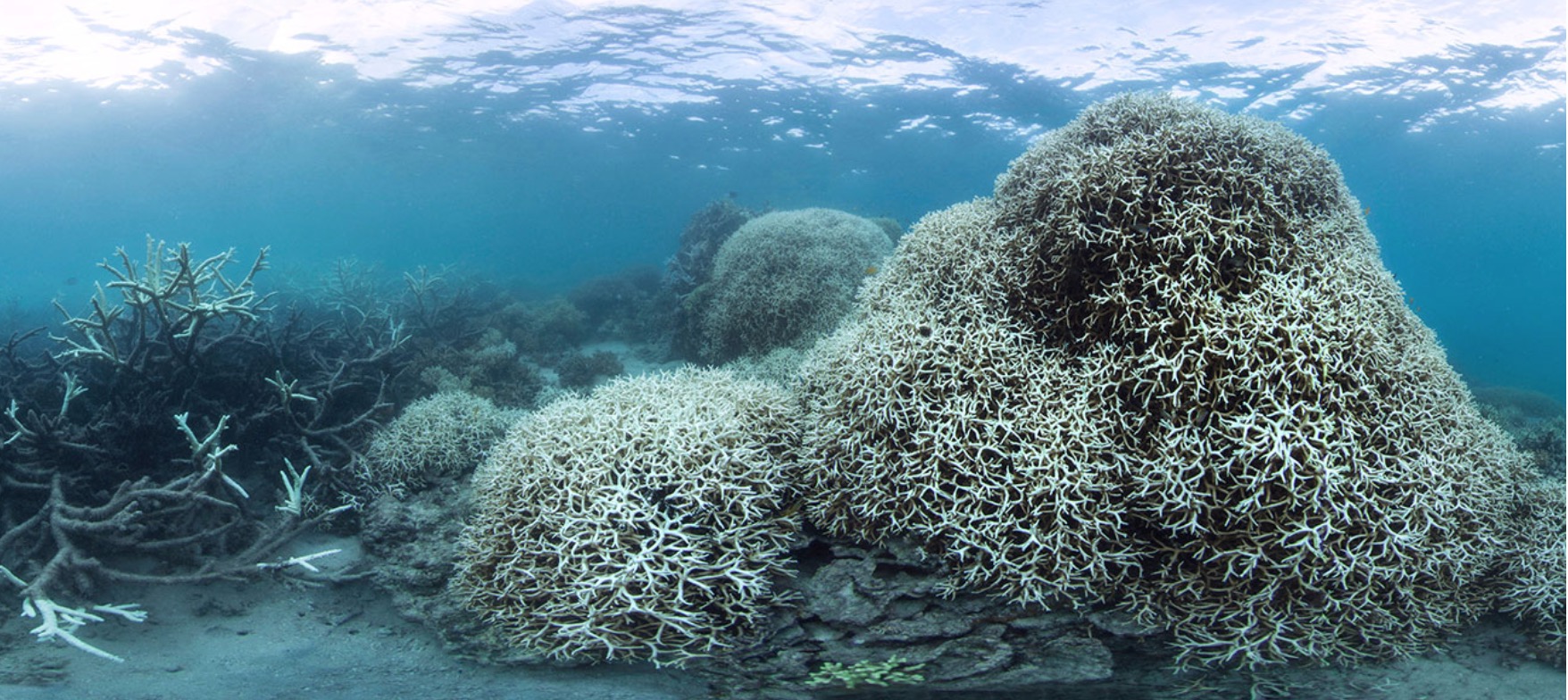 高温破坏大堡礁北部67%珊瑚死亡