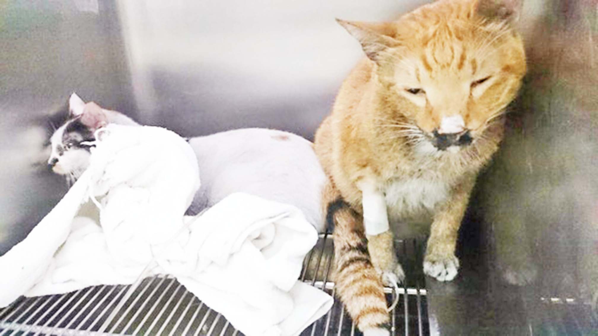 大量品种犬声带被割